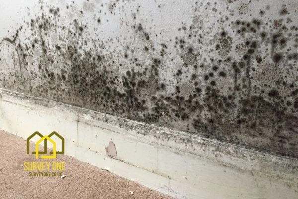 What’s the First Step to Take When You Notice Damp on a Party Wall Northampton?